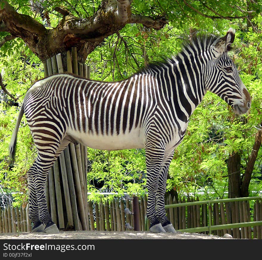 Zebra