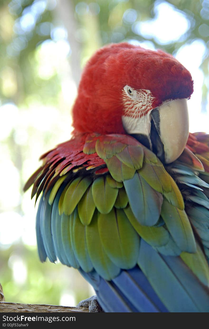 Bird - Parrot - Macaw - Green Wing. Bird - Parrot - Macaw - Green Wing