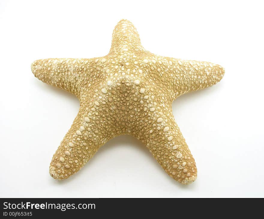 A tan and white starfish on a white background.