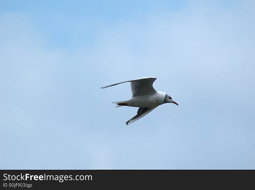 Seagull in flight