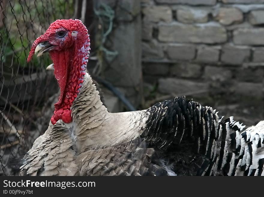 Traditional domestic fat turkey at the farm. Traditional domestic fat turkey at the farm