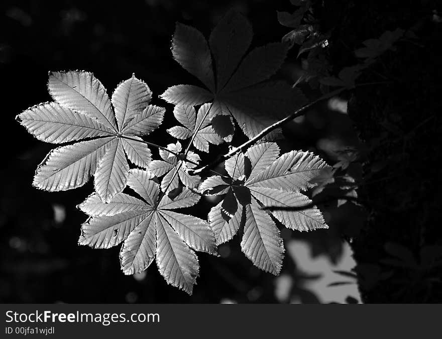 Black and White photograph of horse chestnut leaves (Aesculus hippocastanum) highlighted in a ray of sunlight.