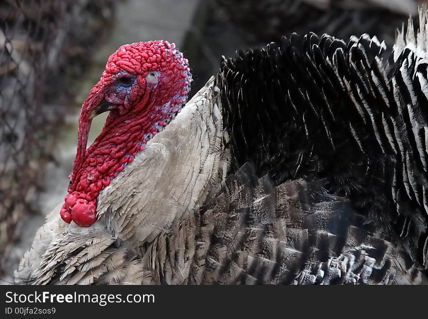 Traditional domestic fat turkey at the farm. Traditional domestic fat turkey at the farm