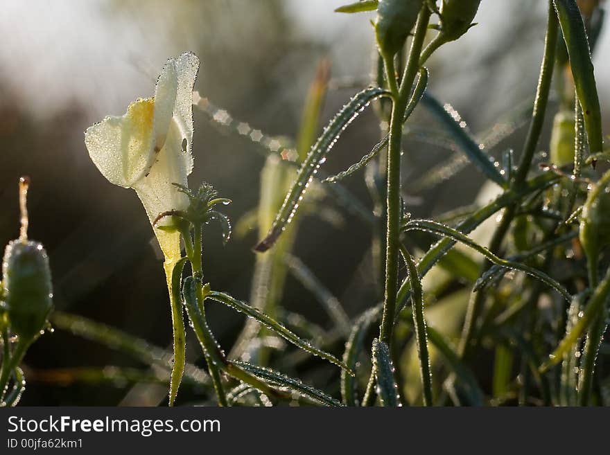 Antirrinum in the morning whit dew