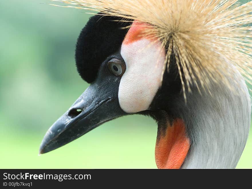 Grey  Crowned Crane