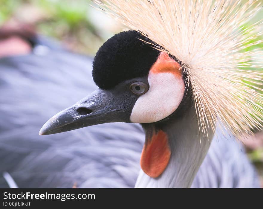 Grey  Crowned Crane