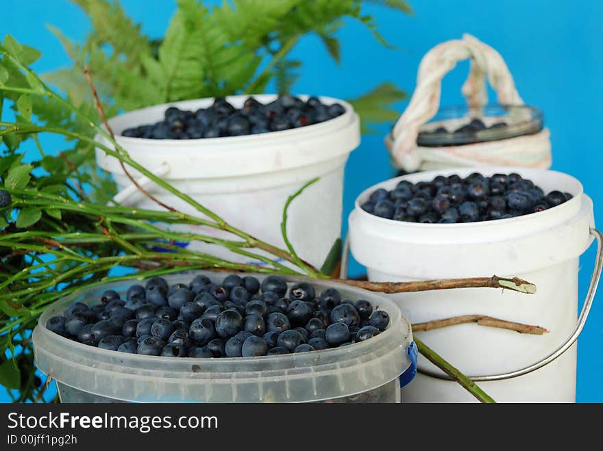 The small full buckets with bilberries