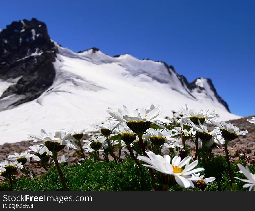 White_camomiles