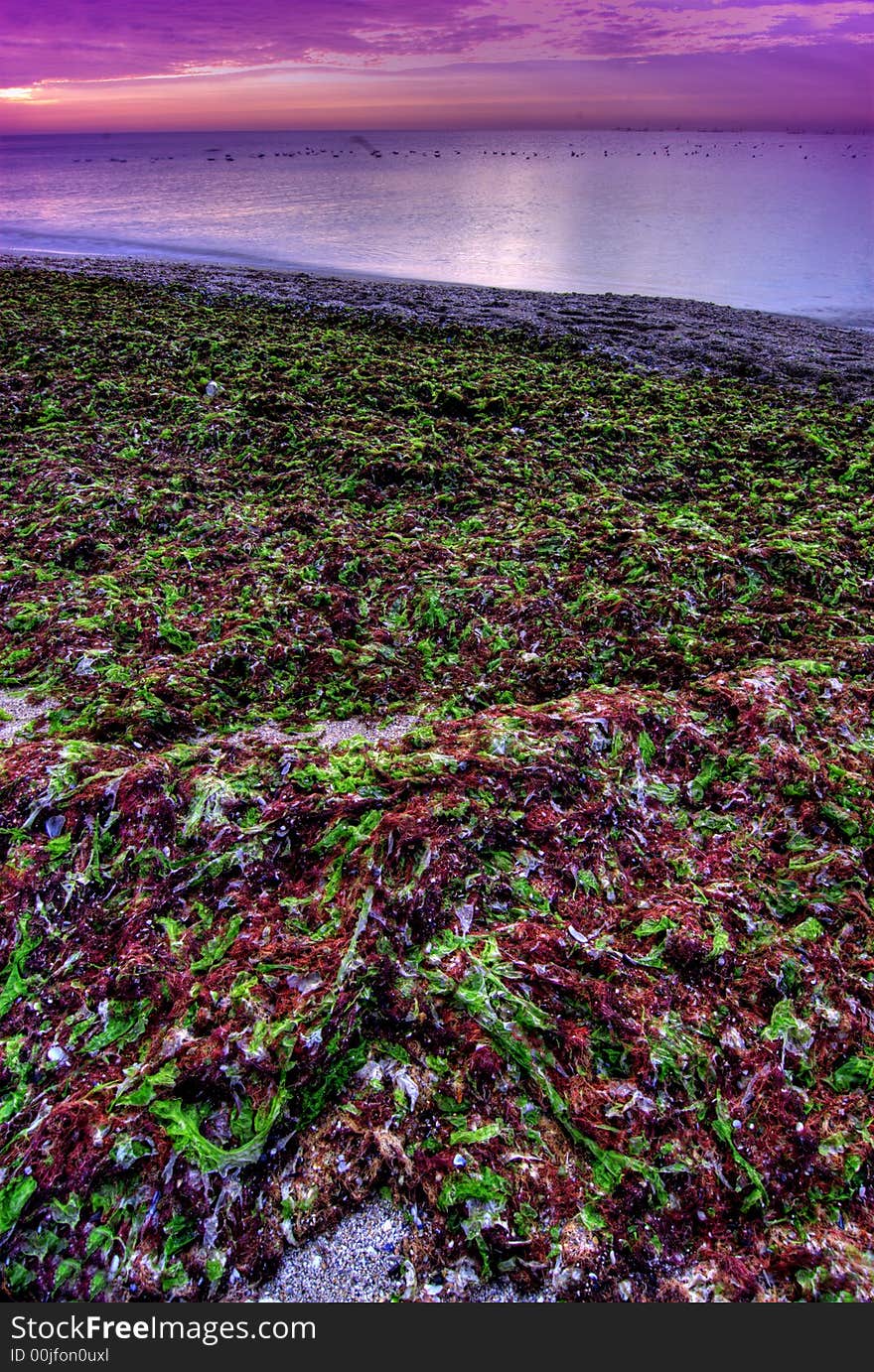 Beach covered with seaweed in the foreground, calm sea at sunset in the background. Beach covered with seaweed in the foreground, calm sea at sunset in the background.