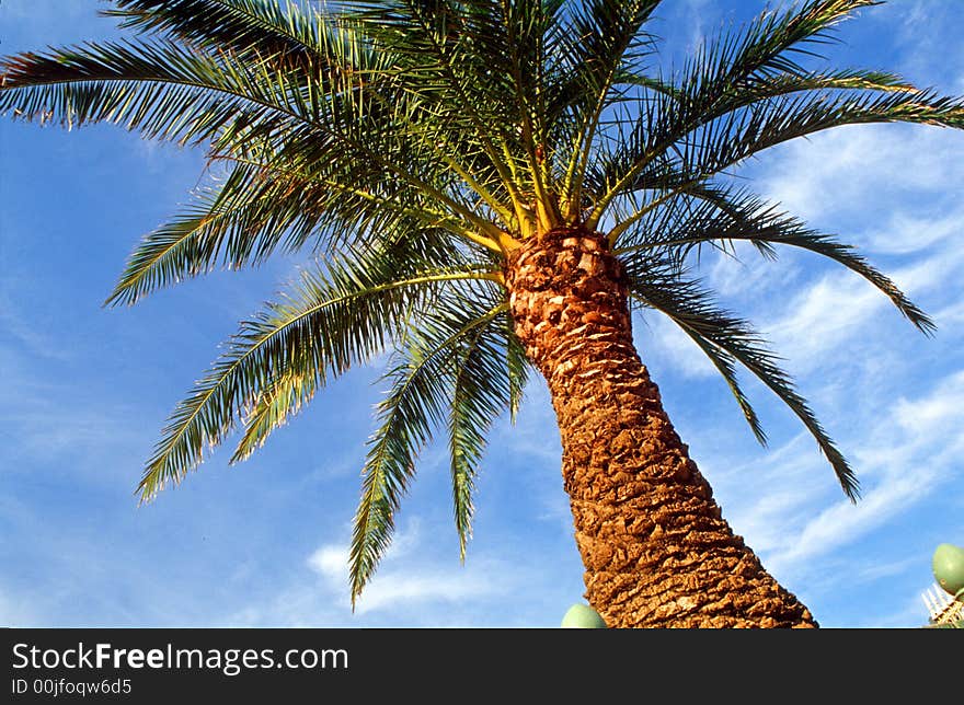 A palm tree at the sunshine