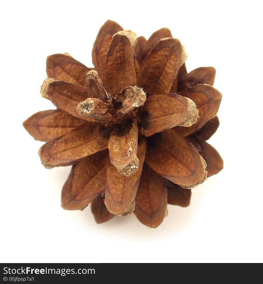 One pine cone isolated on white background