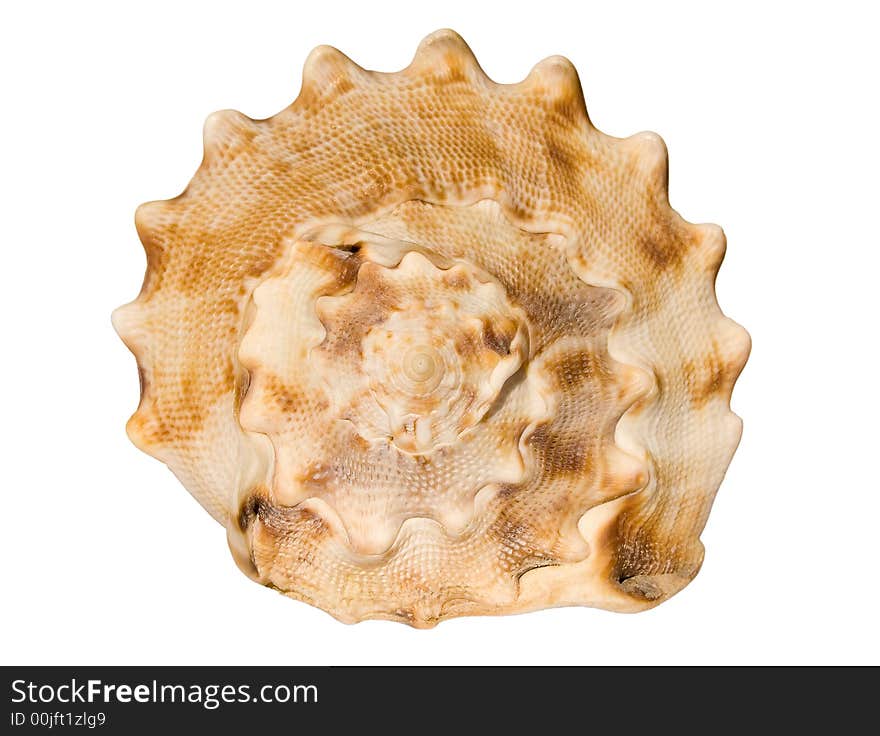 Isolated sea shell marine mollusc. Isolated sea shell marine mollusc