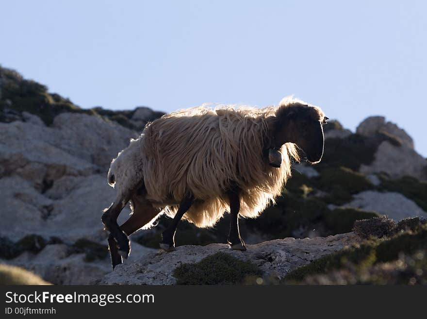 Sheep eating in crete mountains. Sheep eating in crete mountains