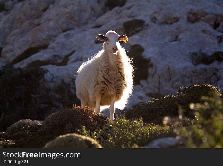 Mountain sheep crete 2