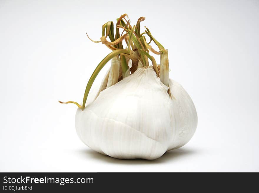 Garlic isolated on white surface