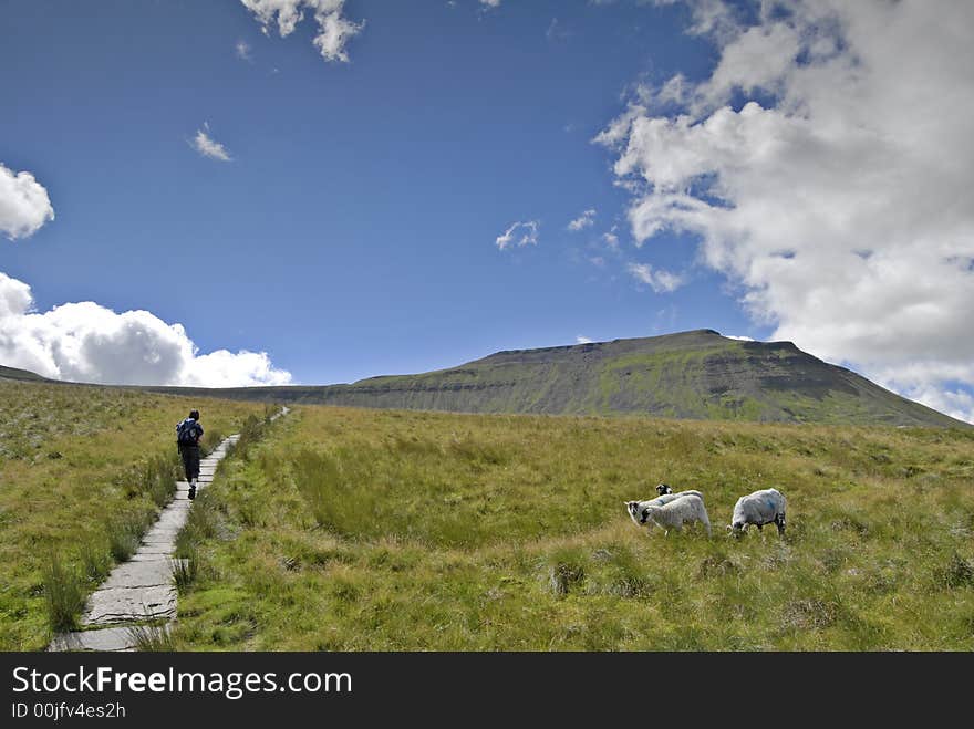 Female hiker ascending the path to Ingleborough from Chapel-le-Dale. Four sheep can be seen grazing on the moorland grass and Ingleborough rises in the distance. Female hiker ascending the path to Ingleborough from Chapel-le-Dale. Four sheep can be seen grazing on the moorland grass and Ingleborough rises in the distance