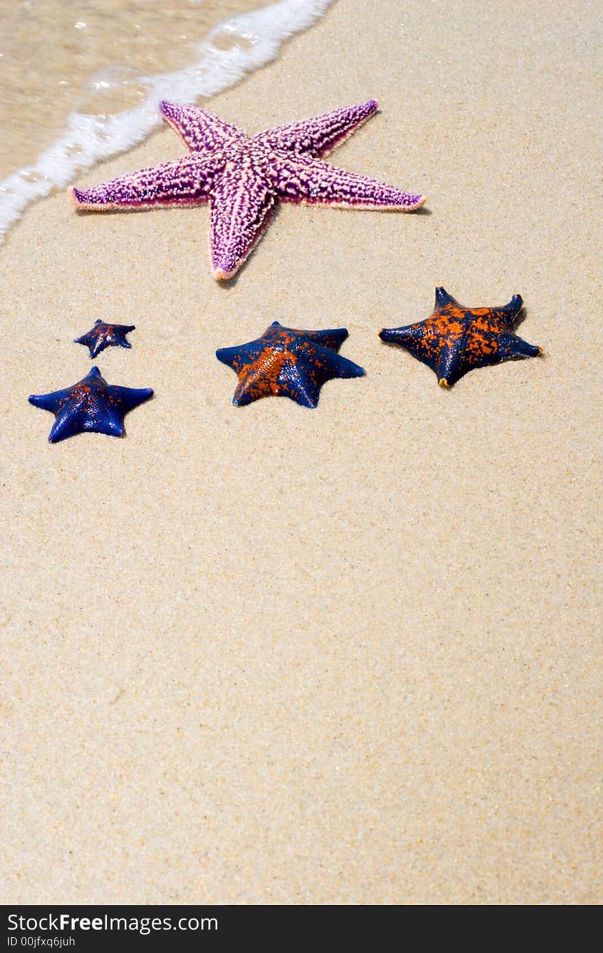 Starfishes on sandy sea coast.