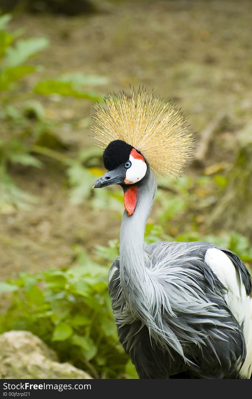 Crowned crane bird