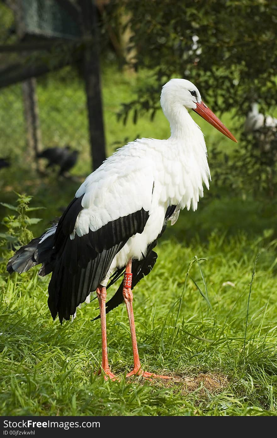 Portrait of a stork