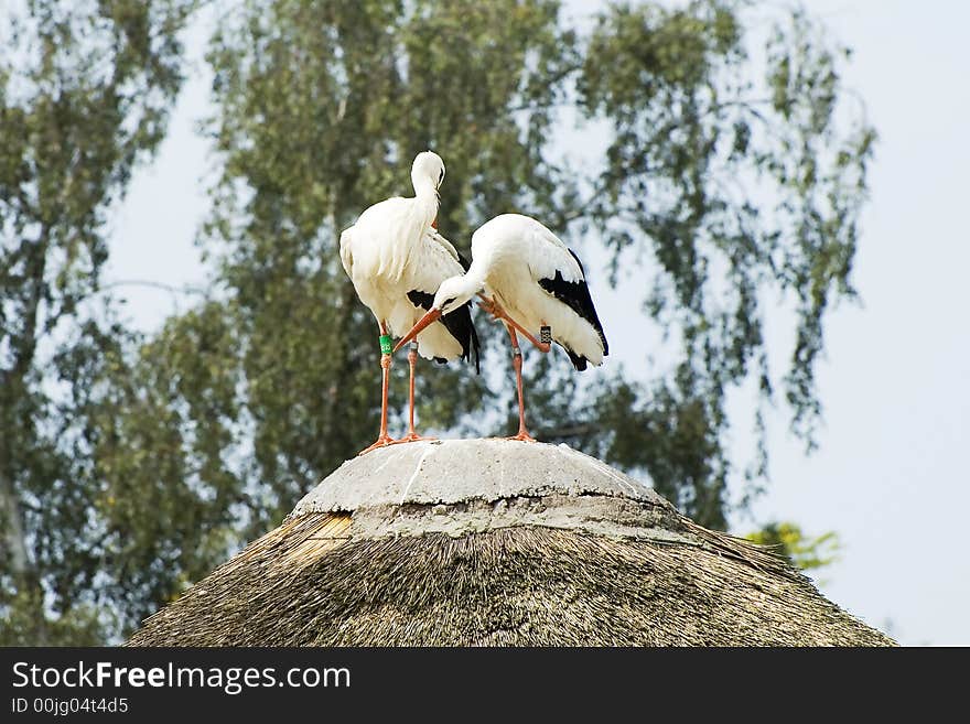 Stork couple sitting on house roof