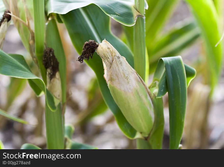 Close up of corn ears bright greens nice detail shallow DOF focus on the ear of corn. Close up of corn ears bright greens nice detail shallow DOF focus on the ear of corn