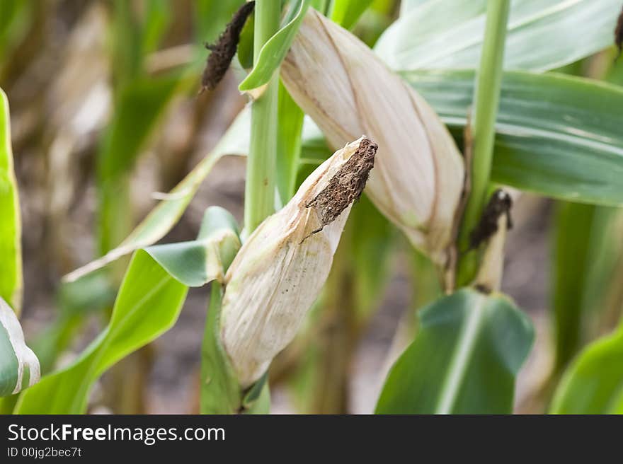 Close up of corn ears bright greens nice detail shallow DOF focus on the ear of corn. Close up of corn ears bright greens nice detail shallow DOF focus on the ear of corn