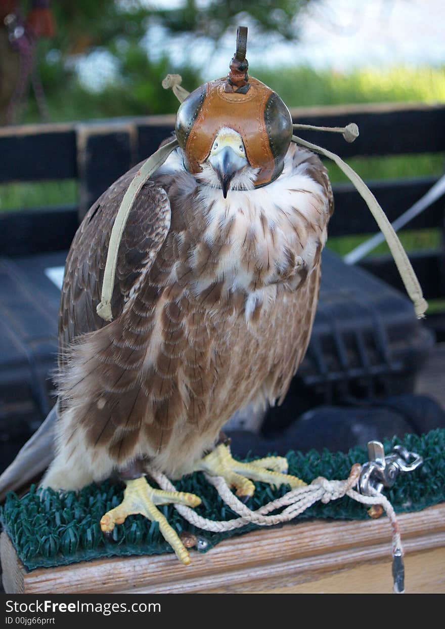 Hawk Resting