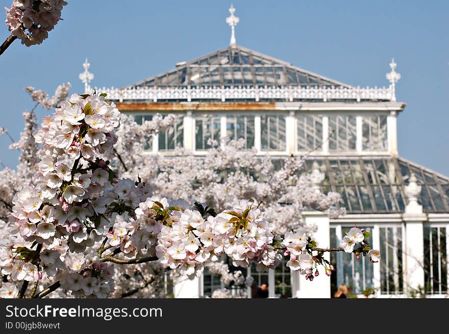 Apple tree in blossom in Kew Gardens, London, UK. Apple tree in blossom in Kew Gardens, London, UK