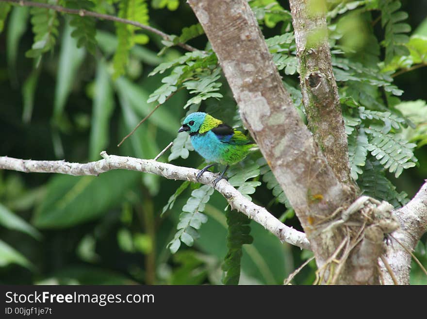 Colorful Tropical Bird