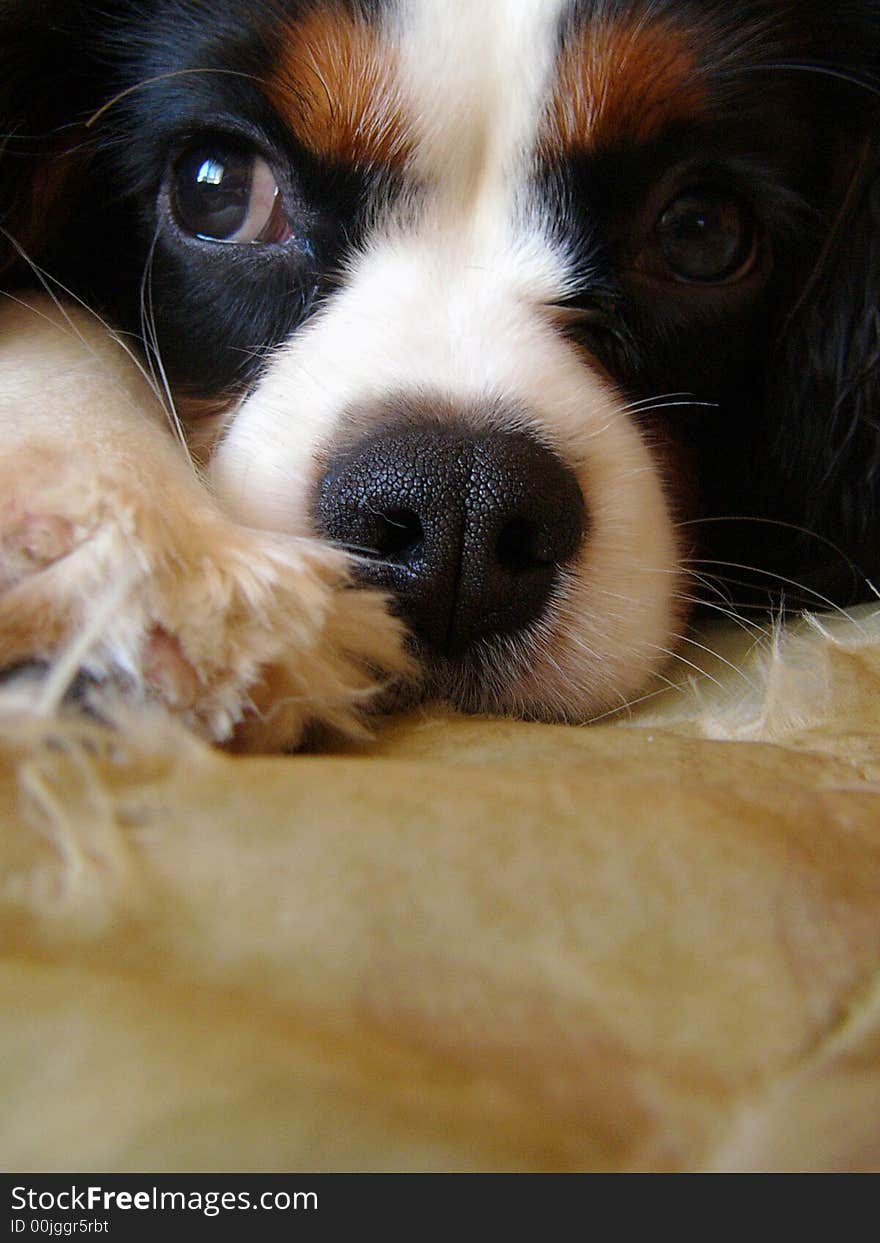 Full frame close-up of Cavalier King Charles Spaniel puppy's black, brown and white face.