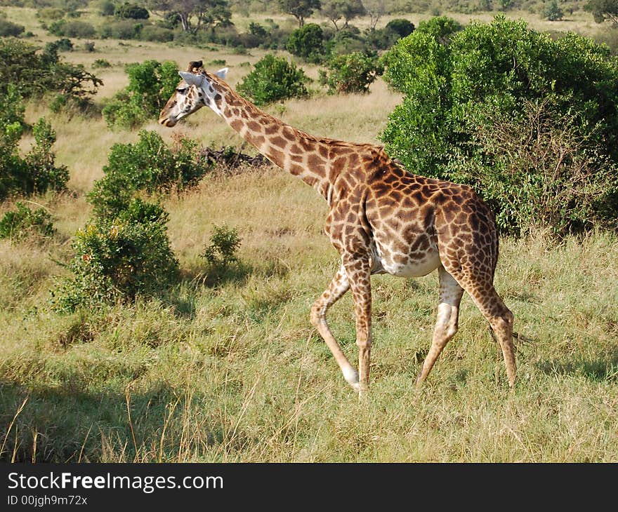 Giraffe in the Masai Mara, Kenya photo taken during safari