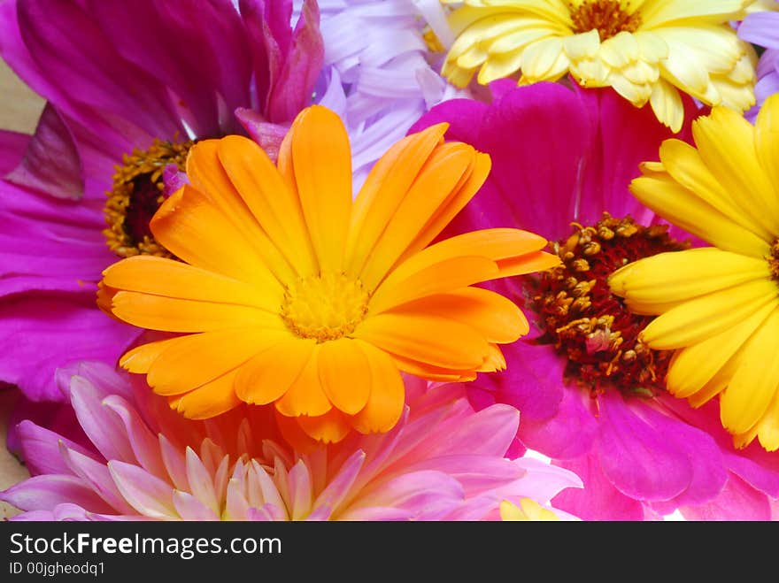 Orange gerber daisy flowers with different color