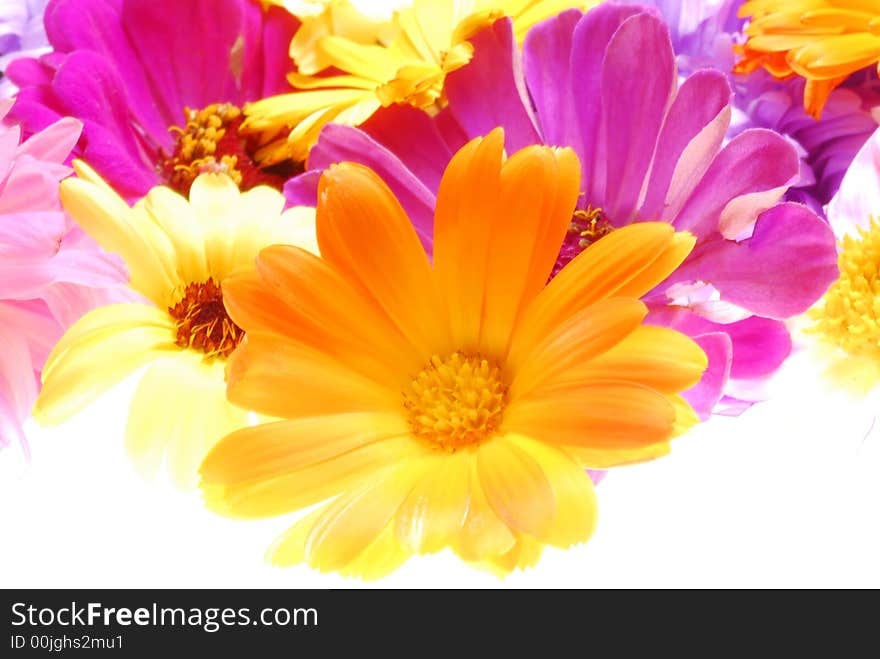 Colorful flowers on white background