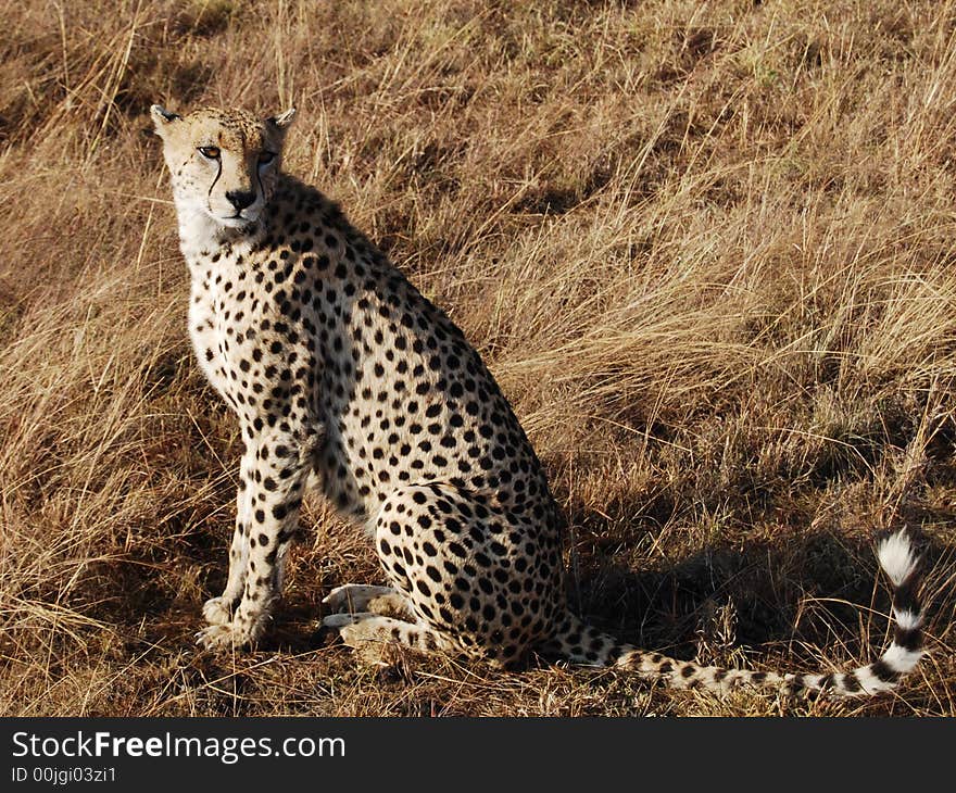 Cheetah in the Masai Mara, Kenya photo taken during safari