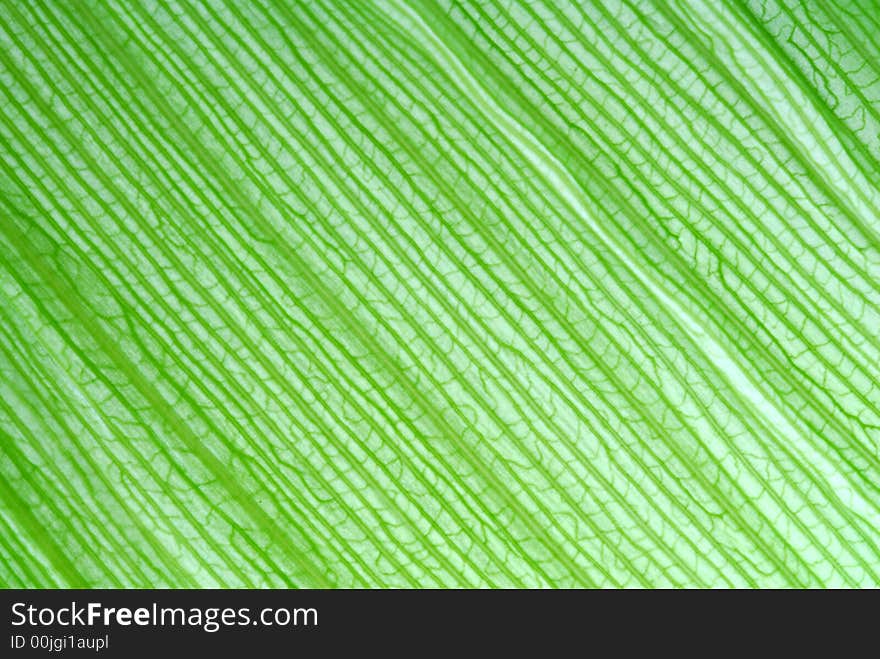 Macro photo of corn´s leaf