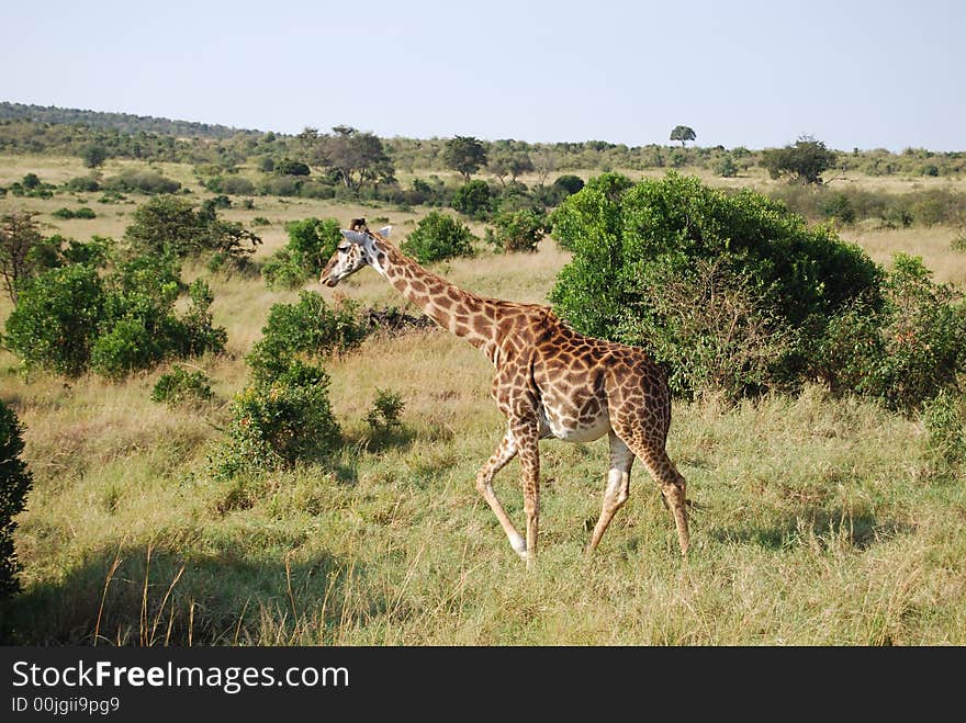 Giraffe in the Masai Mara, Kenya photo taken during safari