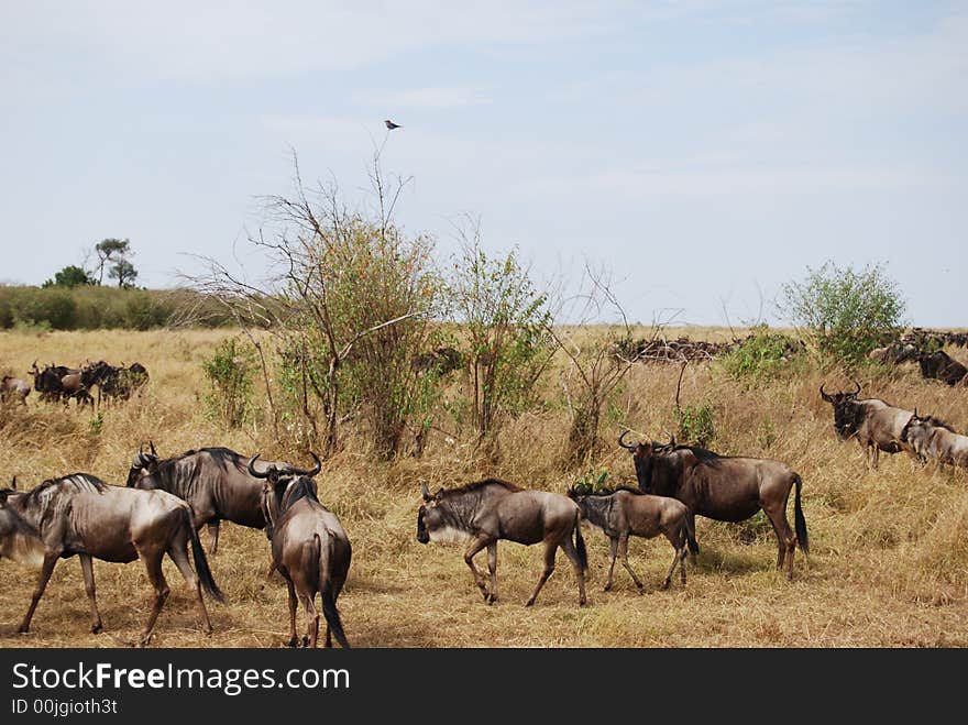 Wildebeast migration with a solitary bird on top of a branch in the Masai Mara, Kenya photo taken during safari. Wildebeast migration with a solitary bird on top of a branch in the Masai Mara, Kenya photo taken during safari