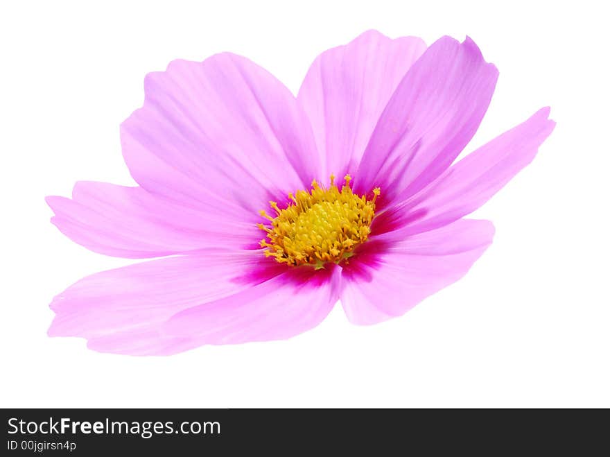 Pink flower on white background