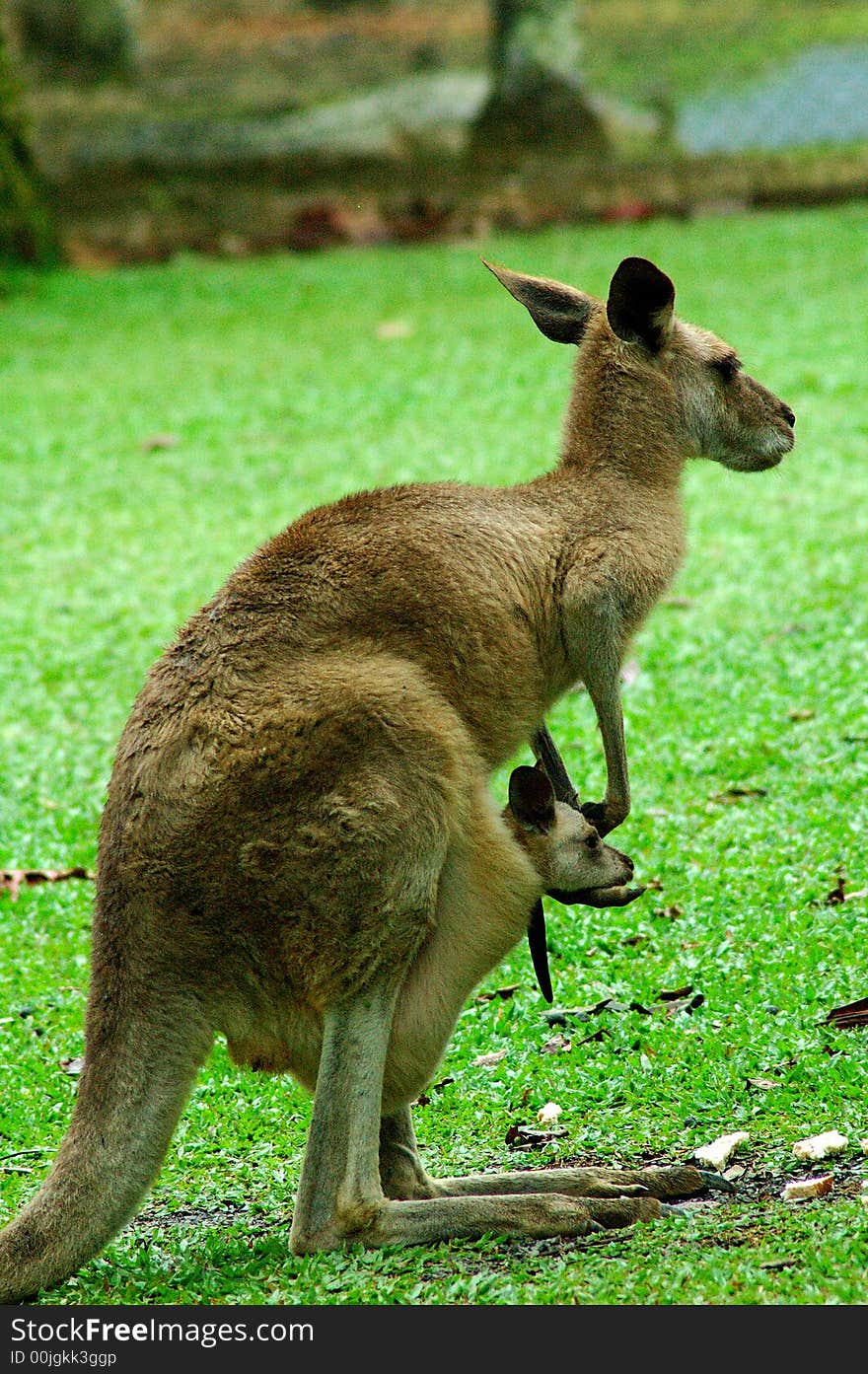 Kangaroo baring the load of her ever growing joey in the pouch