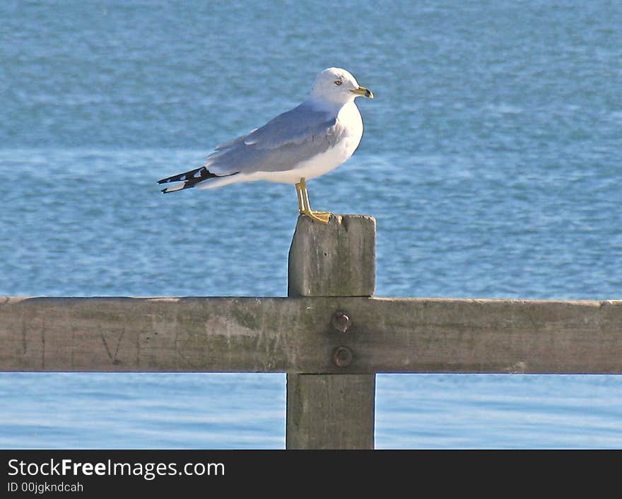 A lone seagull sitting on a fence