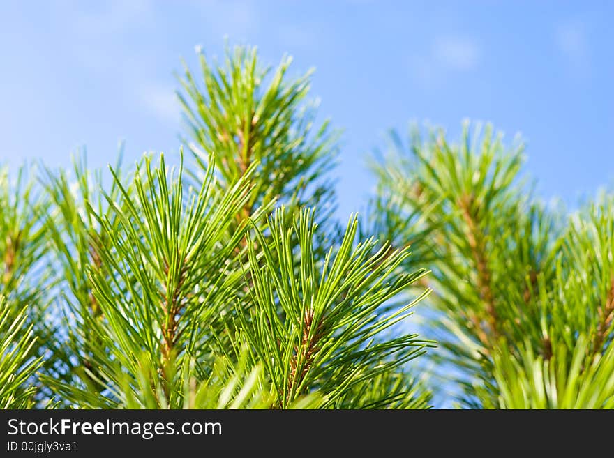 Pine-tree branches on a background of a blue sky. Pine-tree branches on a background of a blue sky.