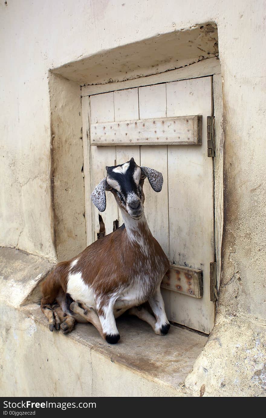 Sheep near the door of old house in Hambantota, Sri Lanka