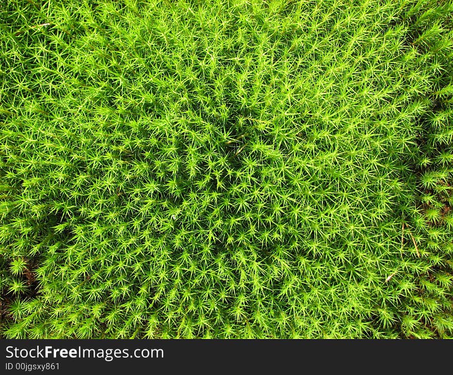 A bright luminous green moss. A bright luminous green moss