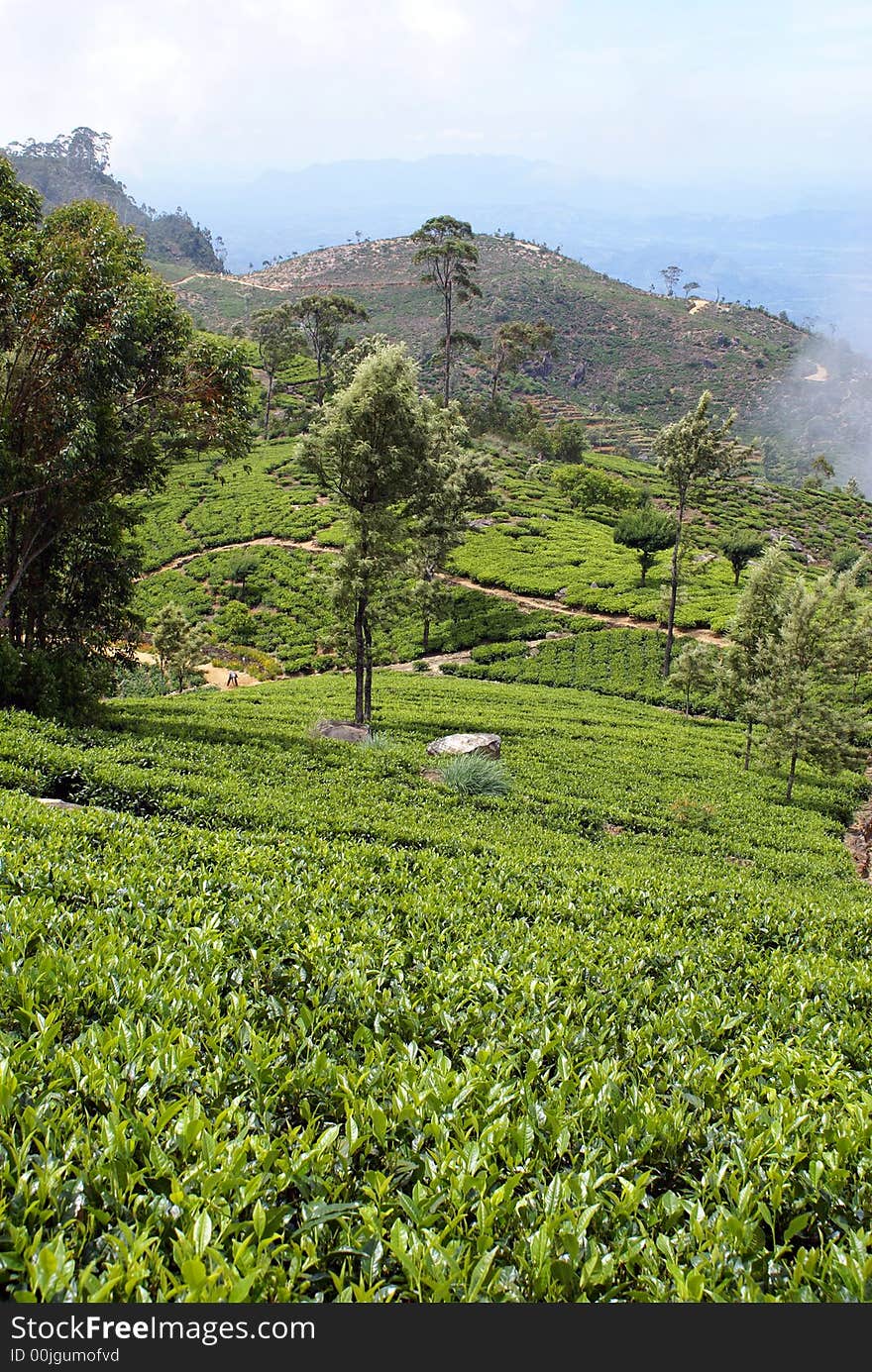 Tea plantation