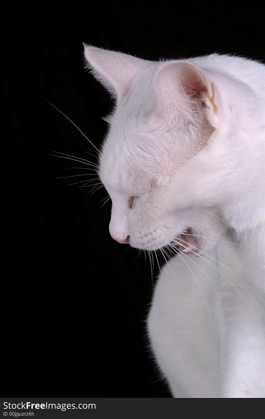 A white yawning cat against a black background. The cat appears to be angry.