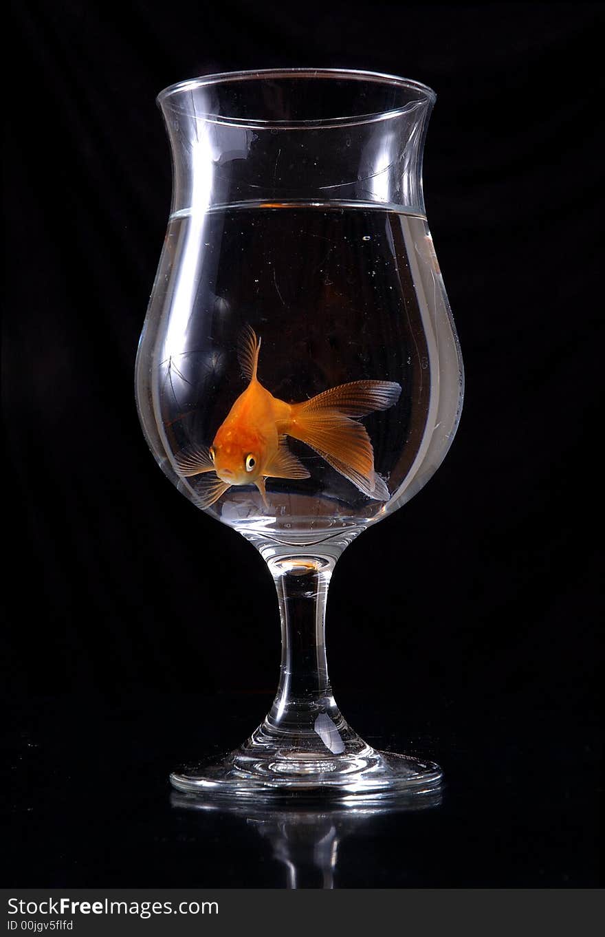 A goldfish swims around in a wineglass filled with water. Black background.