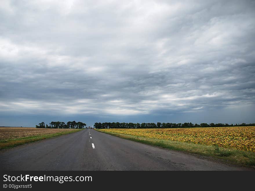 The road through sunflower field