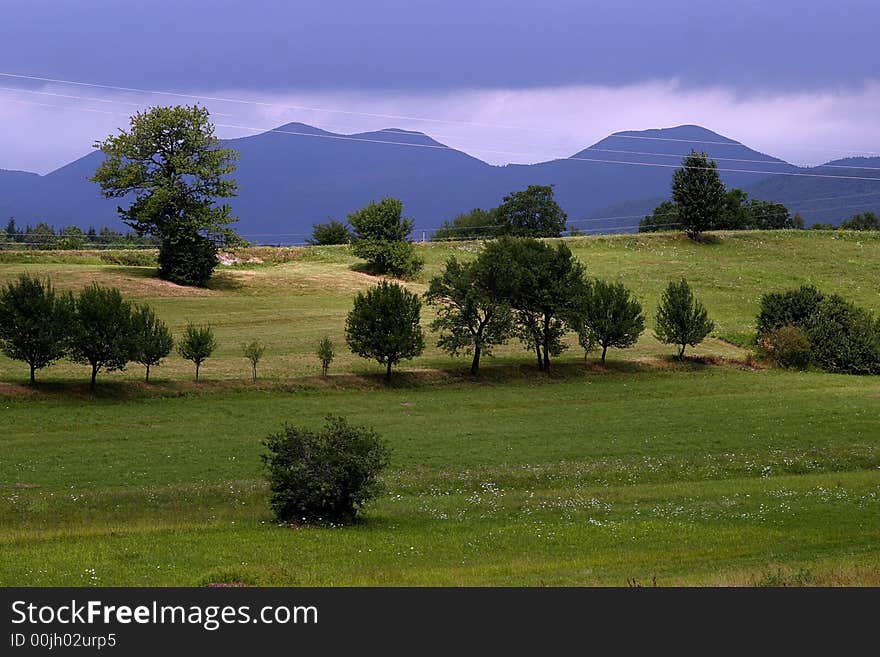 A green meadow in spring. A green meadow in spring