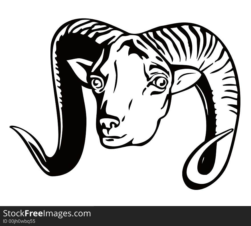 Argali mountain sheep