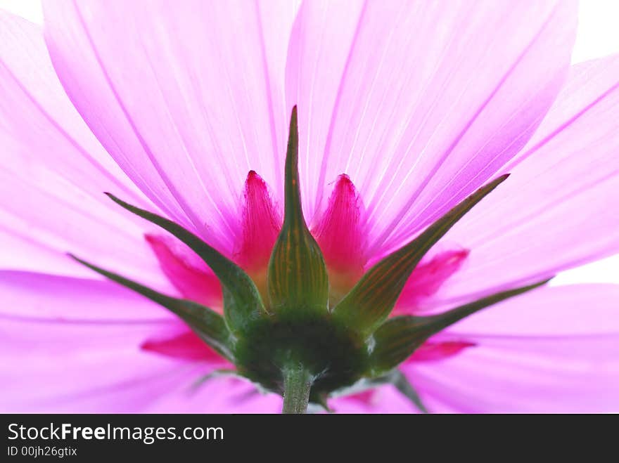 Close up of pink flower. Close up of pink flower